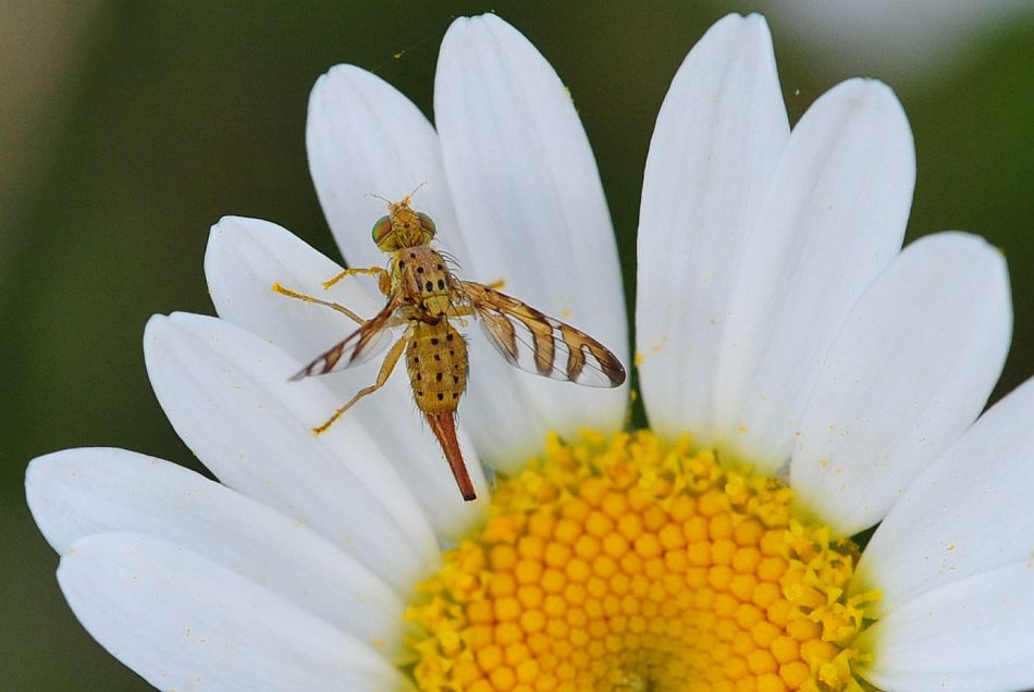 La vita in un fiore - seconda parte